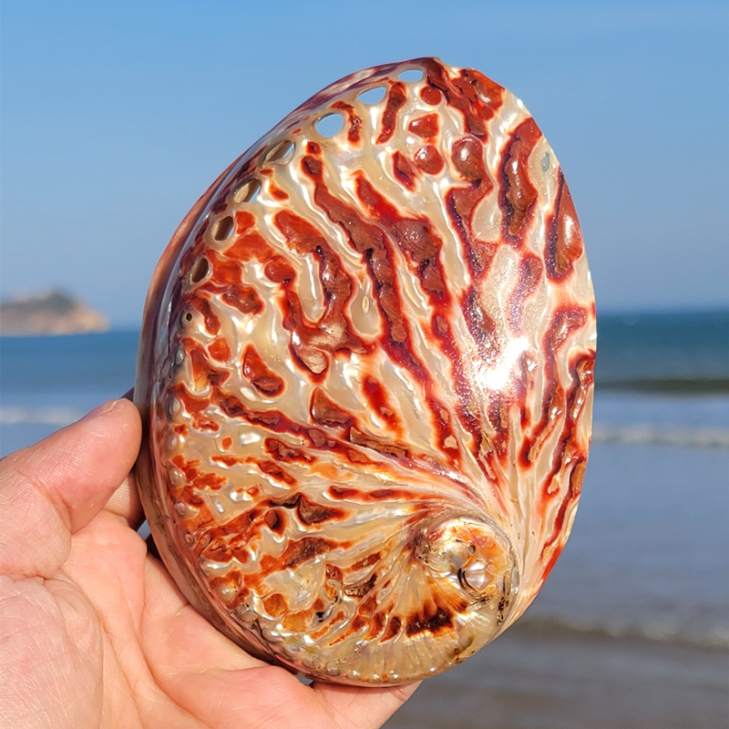 Aquarium Fish Cichlid - Home Decoration Red Pattern Abalone SeaShells