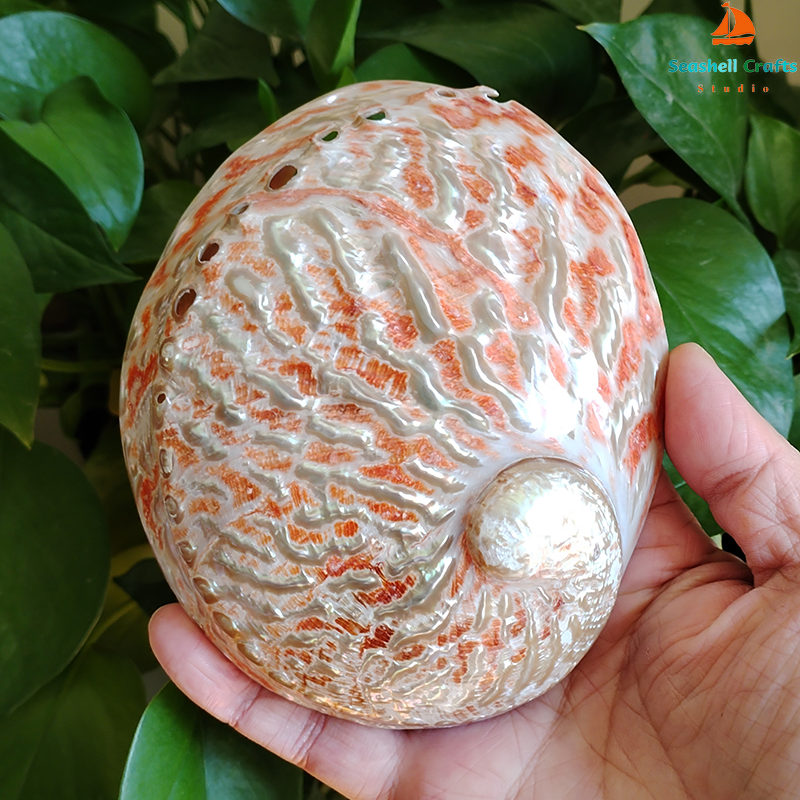 Home Decoration Red Pattern Ab - Aquarium Fish Cichlid 评论和价格