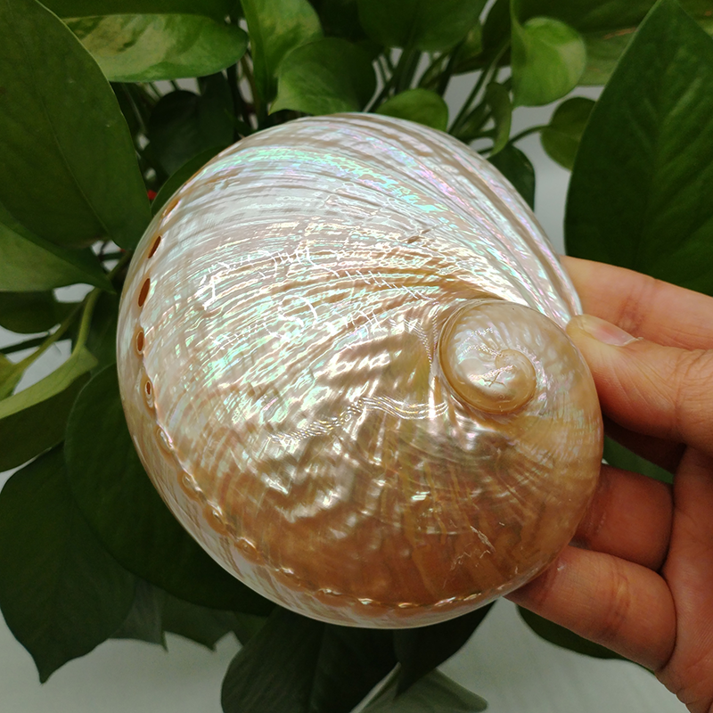 Home Decoration Red Pattern Ab - Aquarium Fish Cichlid 评论和价格