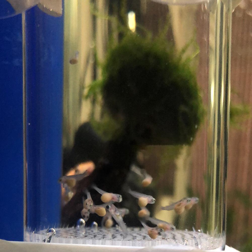 40mm Incubator Fish Hatchery E - Aquarium Fish Cichlid 评论和价格