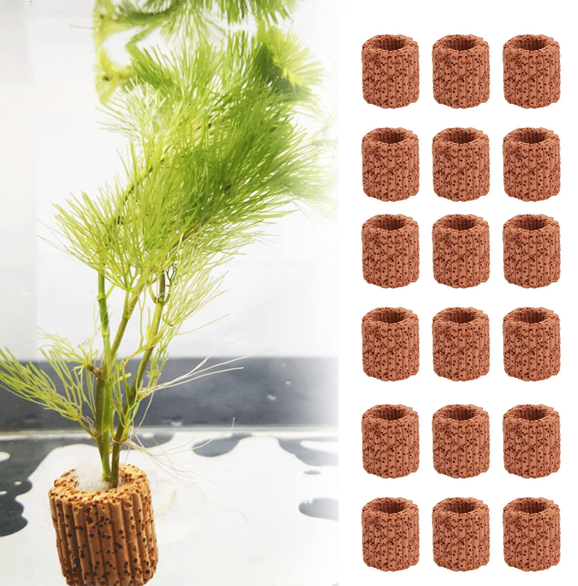 10/20Pcs Aquatic Water Plant F - Aquarium Fish Cichlid 评论和价格