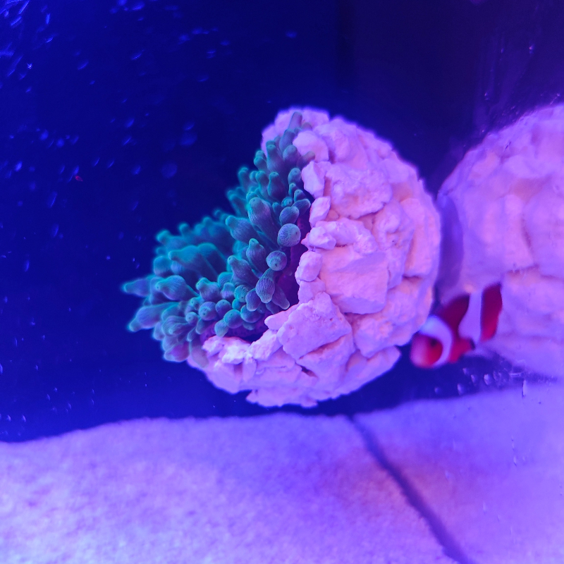 New DIY Handmade Floating Magn - Aquarium Fish Cichlid 评论和价格
