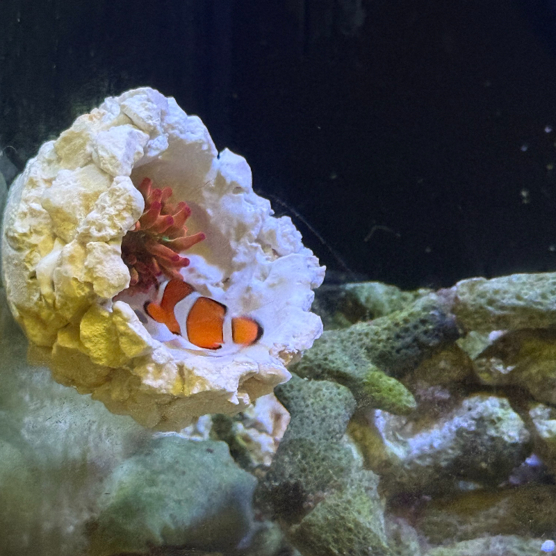 New DIY Handmade Floating Magn - Aquarium Fish Cichlid 评论和价格