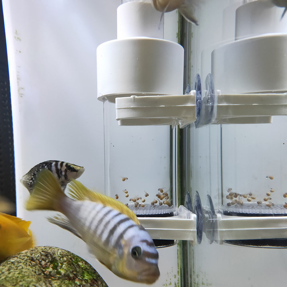 40mm Aquarium Cichlids Hatcher - Aquarium Fish Cichlid 评论和价格