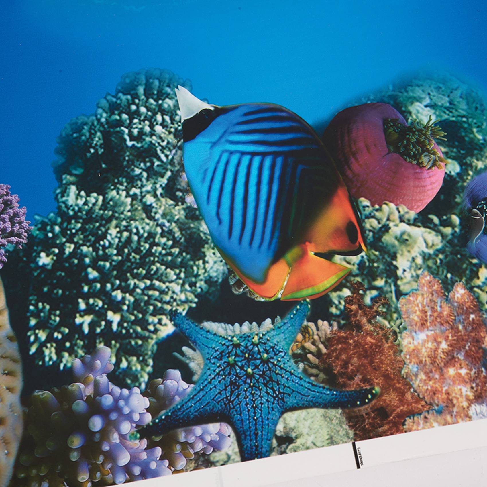 BAAU Aquarium Background Paper - Fish In Aquarium Picture 评论和价格