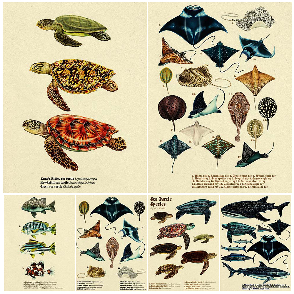 Vintage Sea Fish Tortoise Shar - Fish In Aquarium Picture 评论和价格