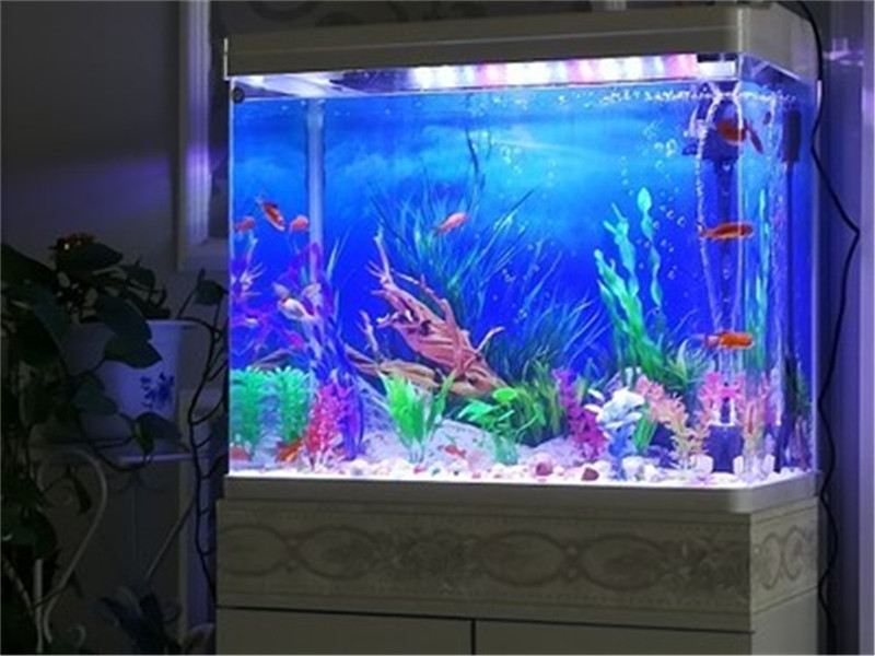 30CM 40CM High Glossy Double S - Fish In Aquarium Picture 评论和价格