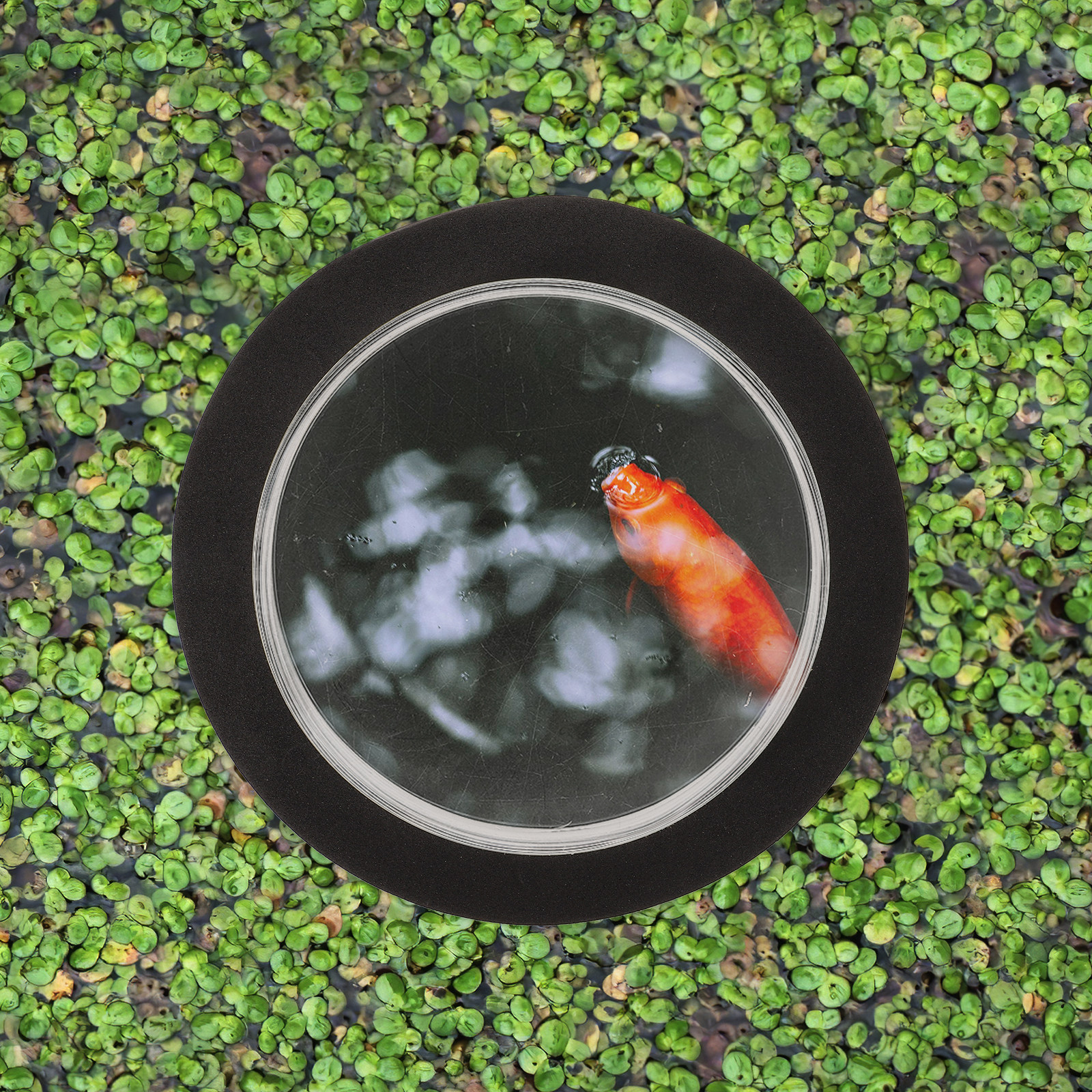 Outdoor Decor Dome Cover Compa - Aquarium Fish In Pond 评论和价格