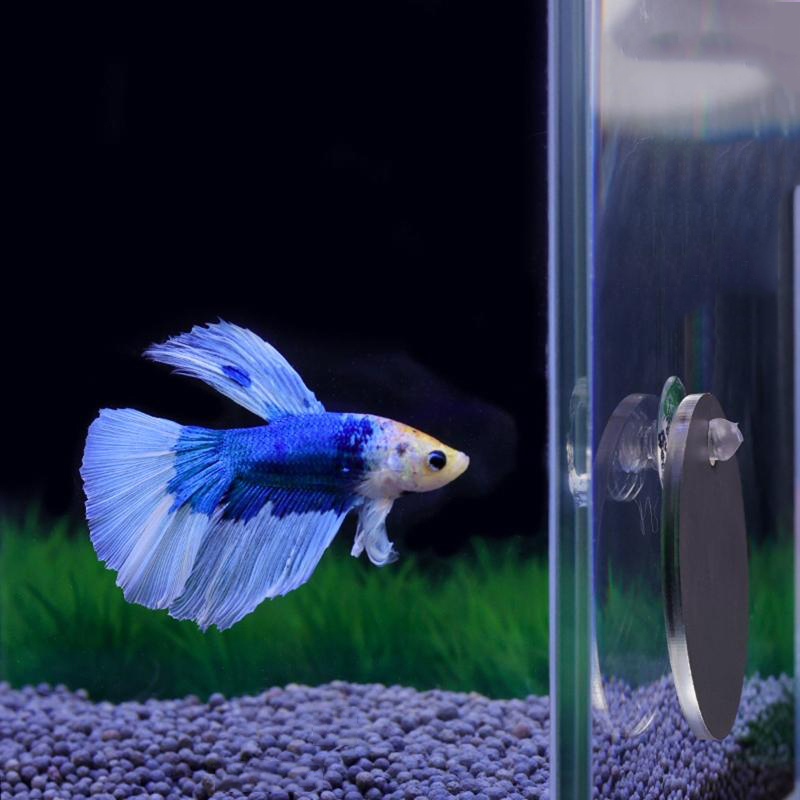 Aquarium Betta Mirror Fish Tan - Aquarium Fish Cichlid 评论和价格