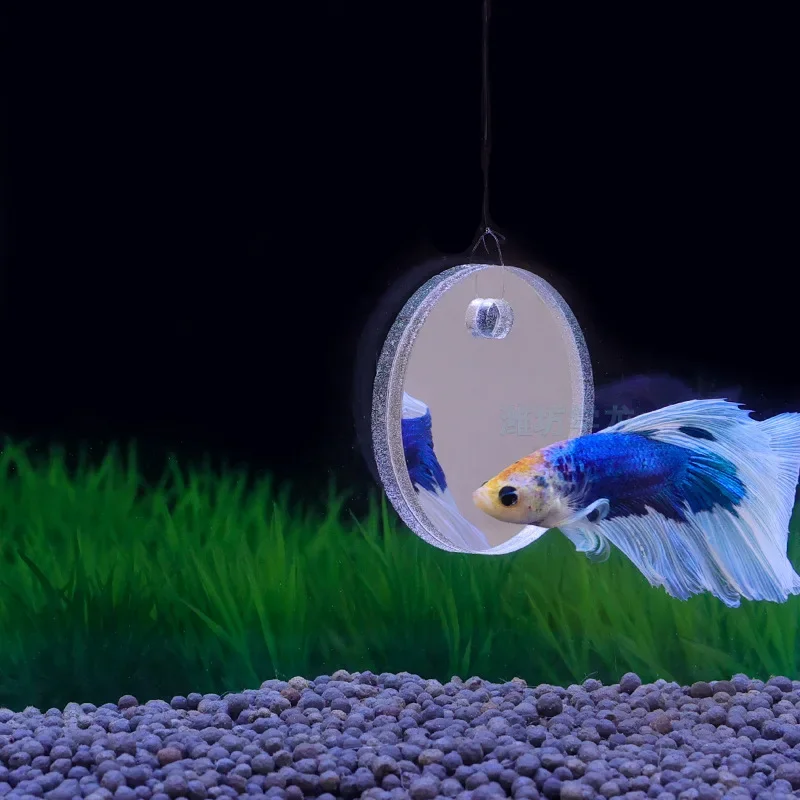 Aquarium Betta Mirror Fish Tan - Aquarium Fish Cichlid 评论和价格